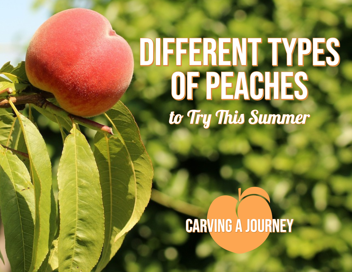 Different Types of Peaches
