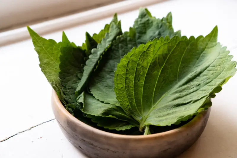 Perilla leaves sitting in a dark bowl on a white window sill.