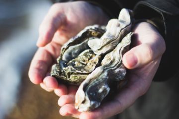Two oysters sitting in the someone's hands
