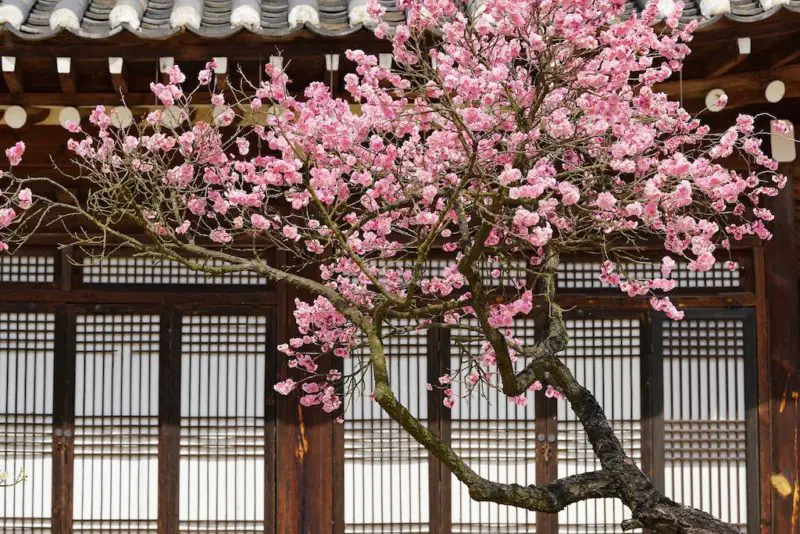 A blooming plum tree in front of a traditional Korean building. The blossoms are a bright pink. 