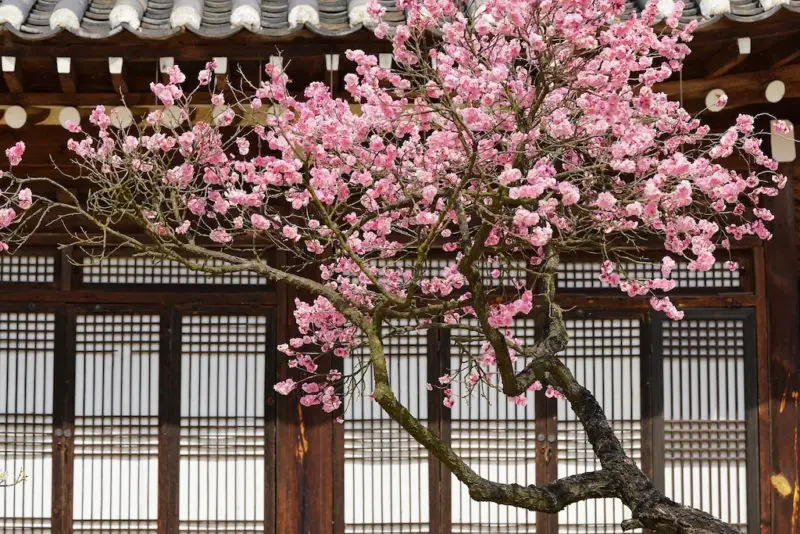 A blooming plum tree in front of a traditional Korean building. The blossoms are a bright pink.