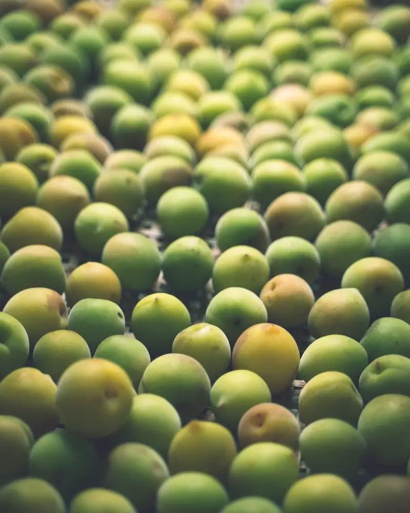 A single layer of green plums on a mat 