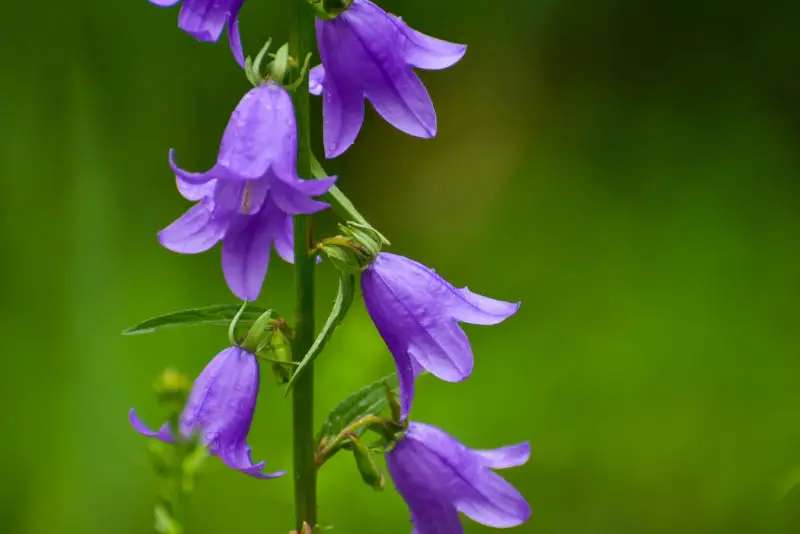 A close side shot of purple bellflowers.