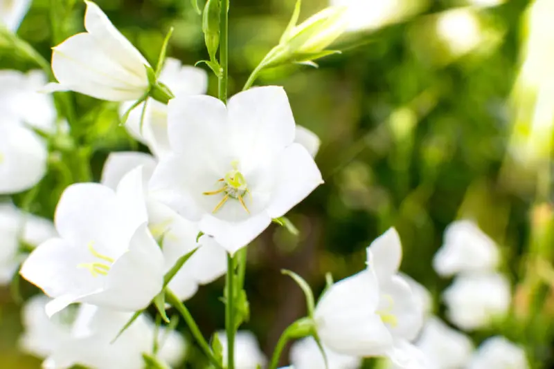 A closeup shot of white bellflowers. 