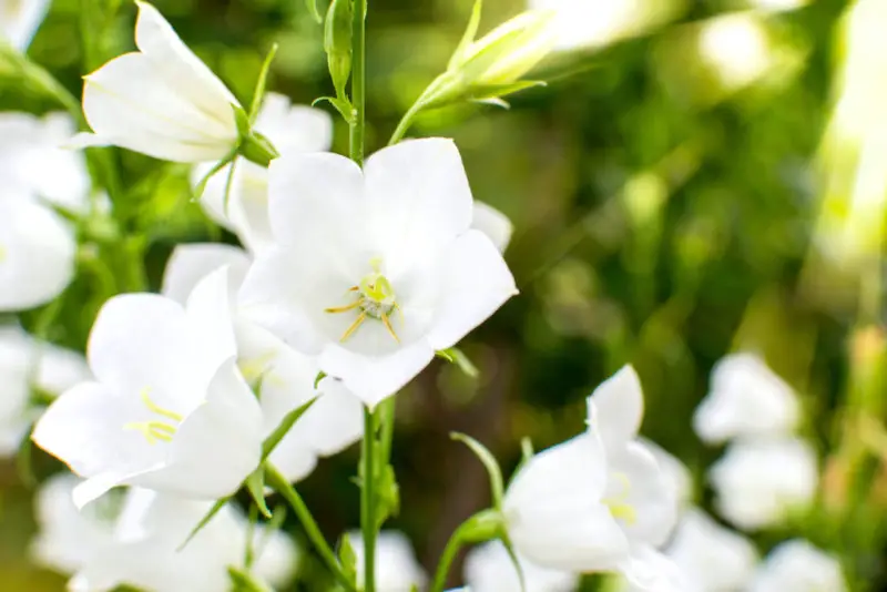 A closeup shot of white bellflowers.