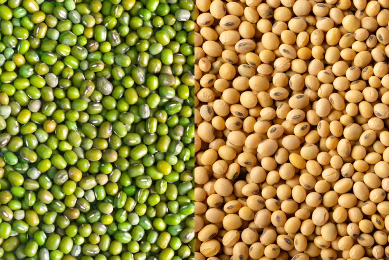 Soybean sprouts vs mung bean sprouts: An overhead photo of green mung beans sitting next to an overhead photo of yellow soybeans. 