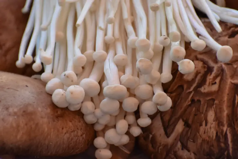 A side shot of white enoki mushrooms on top of other types of mushrooms. 