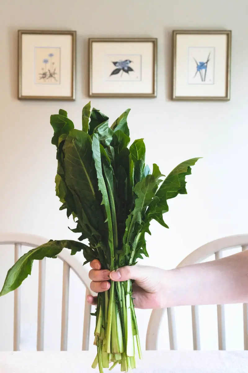 A bundle of dandelion greens held out over a table like a bouquet. Blue flower paintings are in the background. 