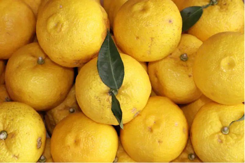 An overhead shot of yuzu fruit. Some of the yellow yuzu still has its green leaves.