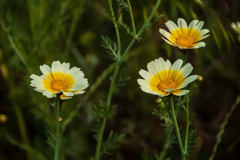 A closeup shot of three crown daisies (a type of Chrysanthemum). The flowers are white and yellow. 
