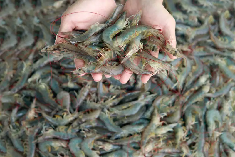 A photo of a pile of raw shrimp below two hands holding raw shrimp. The perfect leftover shrimp boil recipe.