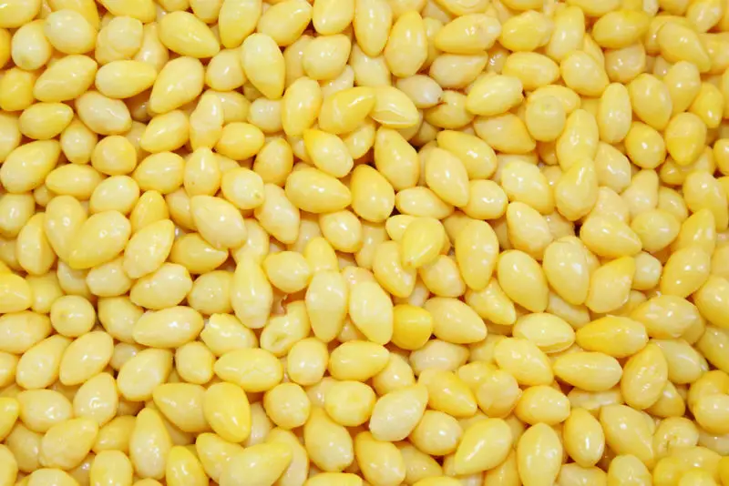 An overhead shot of bright yellow ginkgo nuts. 