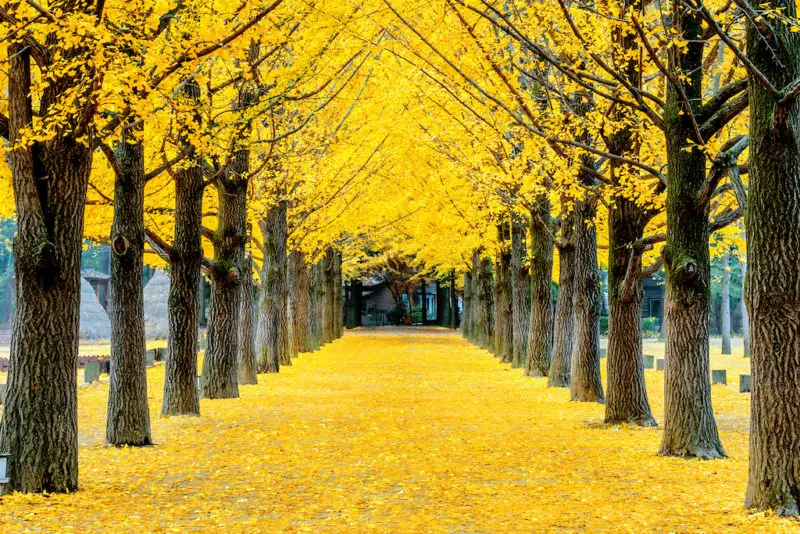 Two lines of ginkgo trees during the autumn with bright yellow leaves in the trees and on the yellow ground.