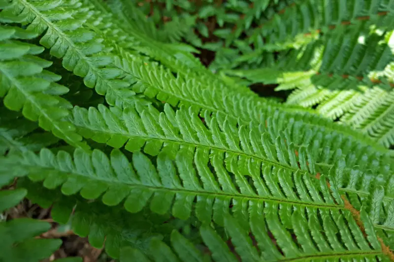 Fernbrake in nature: Bright green ferns.