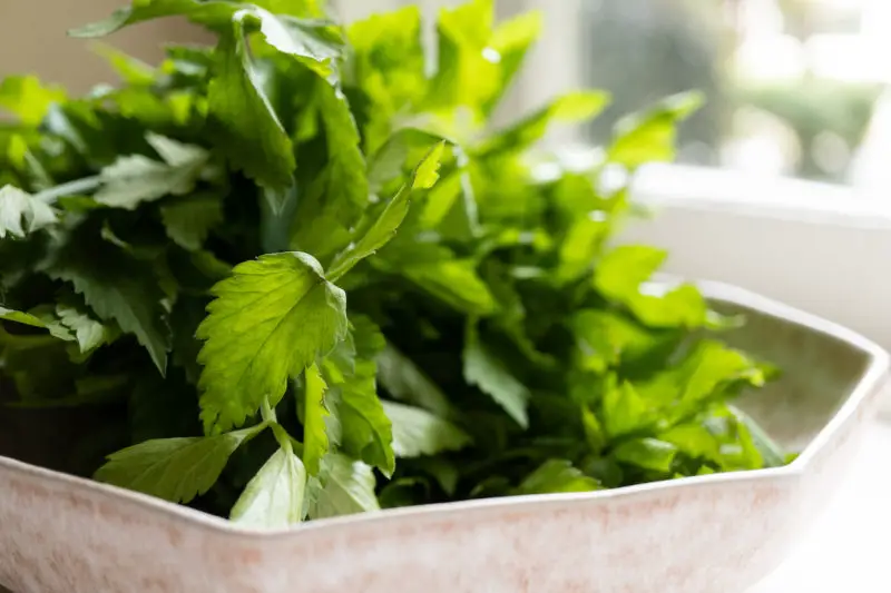 Fresh minari greens in a bowl.