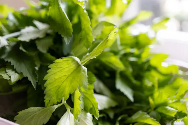 A closeup shot of minari leaves. 