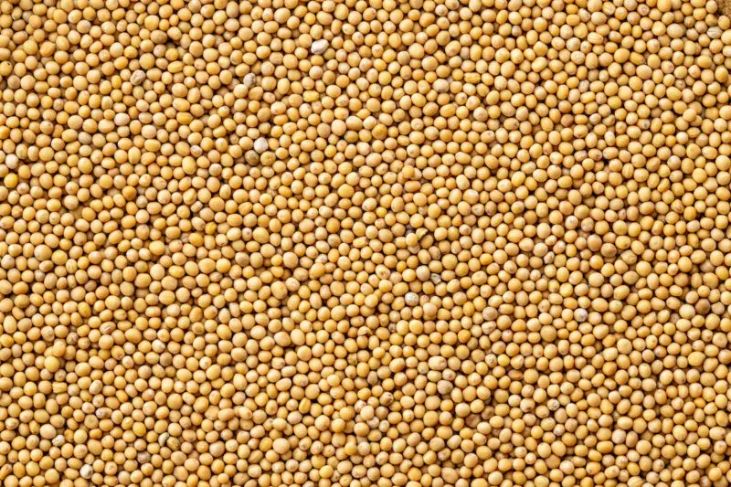 An overhead shot of mustard seeds. The seeds take up the whole image and are yellow. 