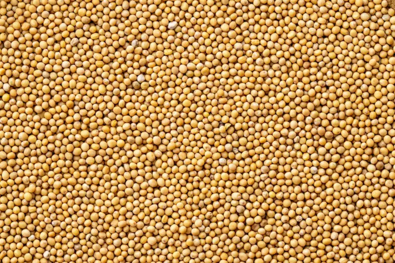 An overhead shot of mustard seeds. The seeds take up the whole image and are yellow.