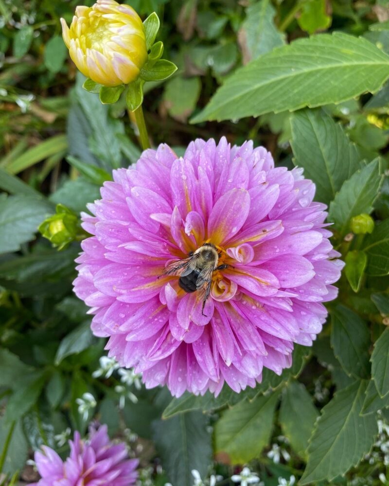 I would love to hear the buzz on the street. Contact me! A beautiful bee at the center of a purple flower. 
