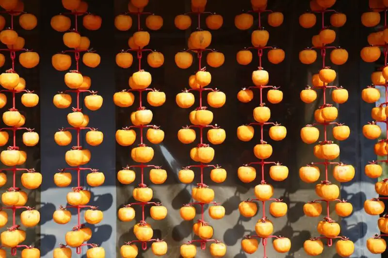 Persimmons hanging. These persimmons that are hanging up are drying. 