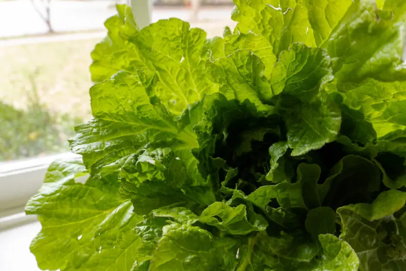 A closeup shot of the top of baechu looking into the center of the vegetable. 