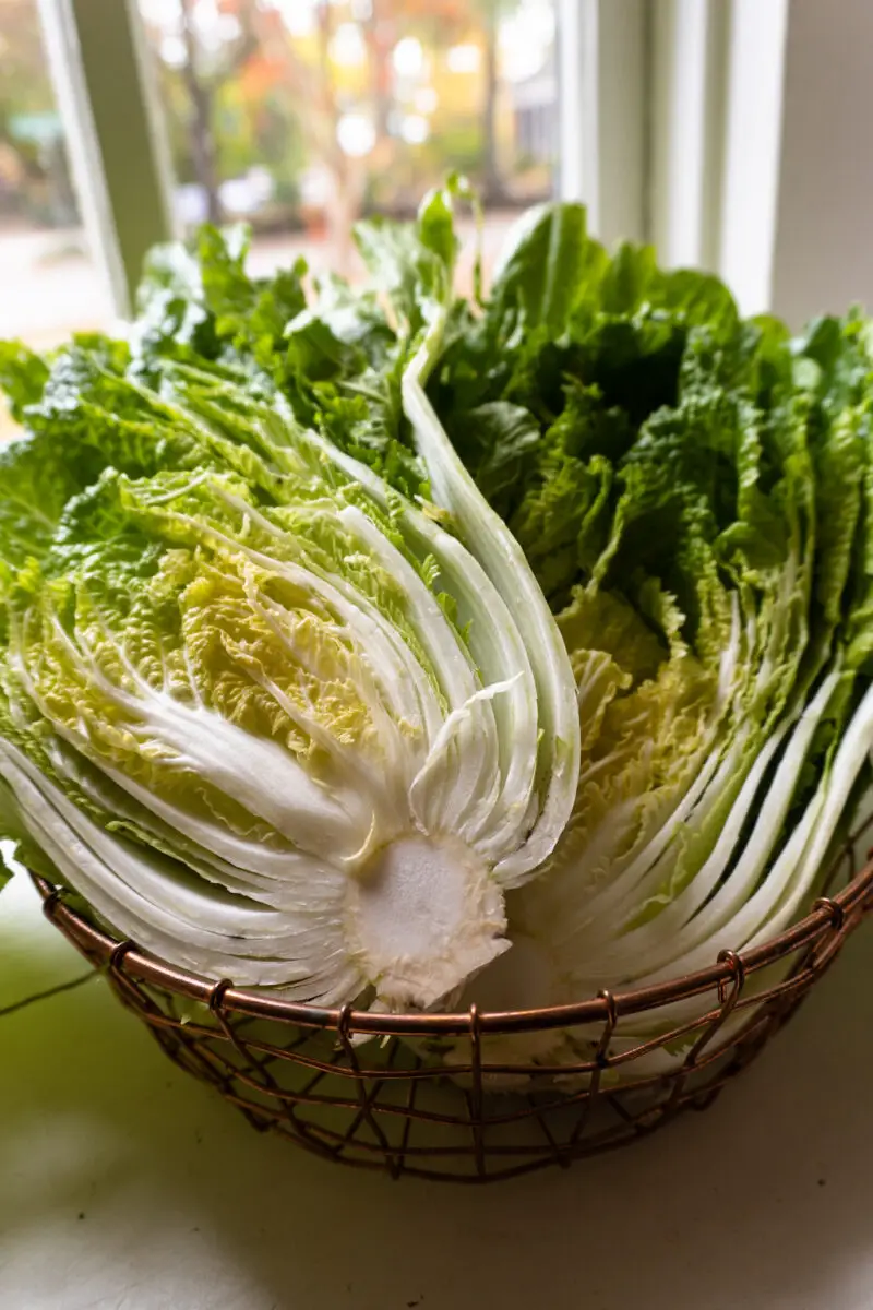 A side shot of napa cabbage sliced in half. The cabbage is sitting on a metal basket. 