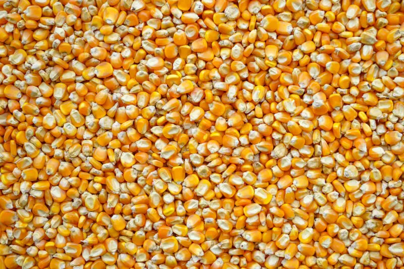 An overhead shot of a pile of corn yellowish-orange kernels. 