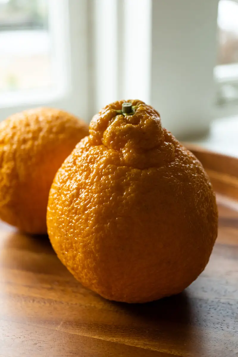 A close side shot of Korean hallabong fruit. In this photo you can see the wrinkles in the skin of the orange citrus. 