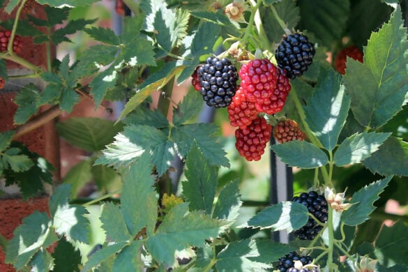 Korean black raspberry (bokbunja) on the vine. Some ripe blackberries next to some red unripe berries.