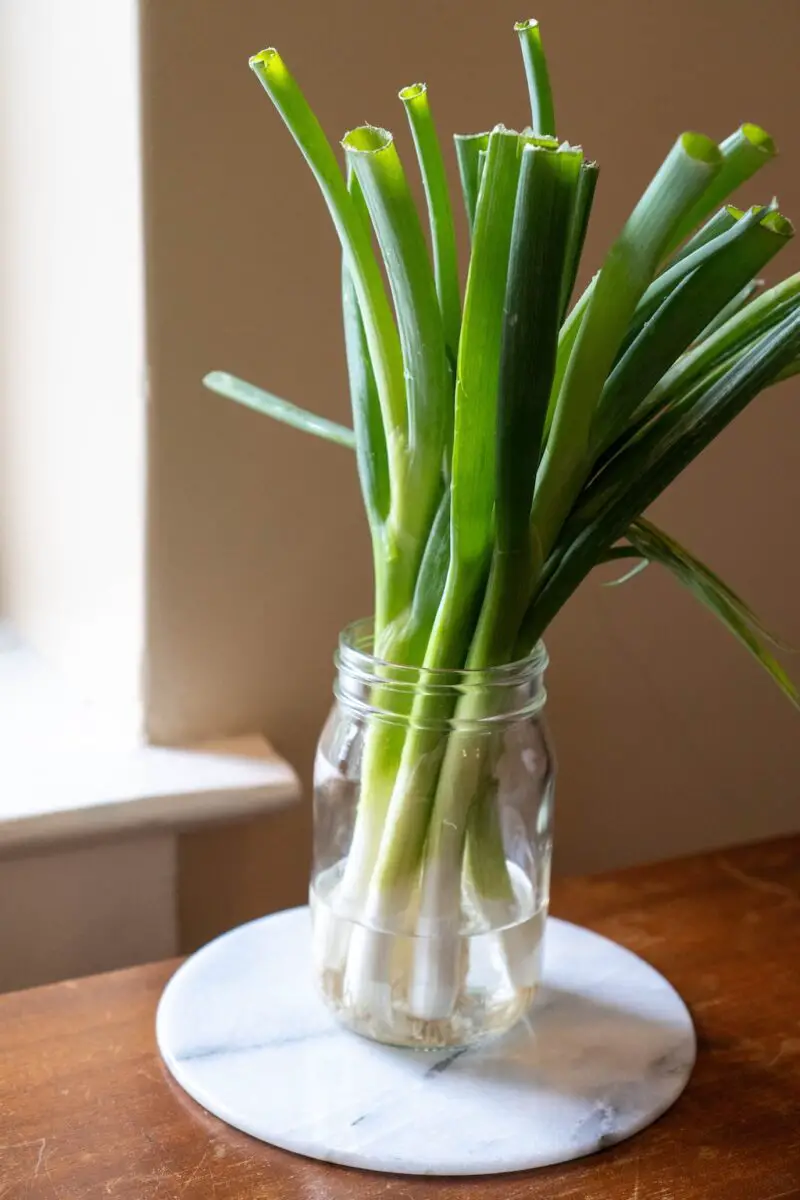 A photo of green onions sitting in a mason jar. The mason jar is on a marble flat surface on a wooden table next to a window sill. 
