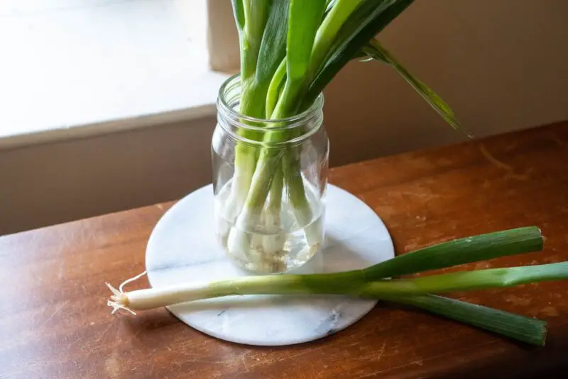 A photo of green onions sitting in a mason jar. The mason jar is on a marble flat surface on a wooden table next to a window sill. 
